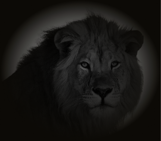 Performance Comercial